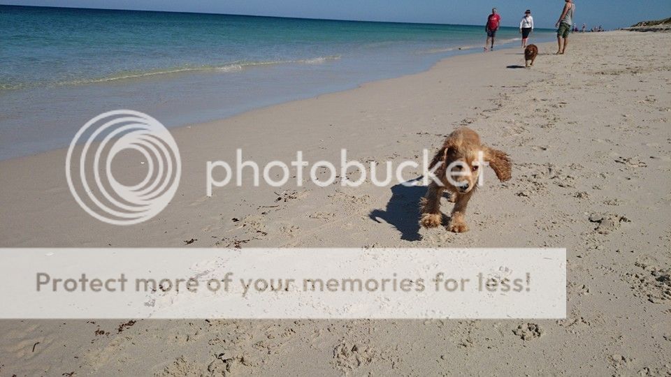 Dog Beaches in Perth find a local dog beach near you and around Perth